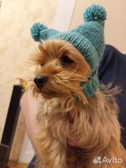 Шапочки для собак