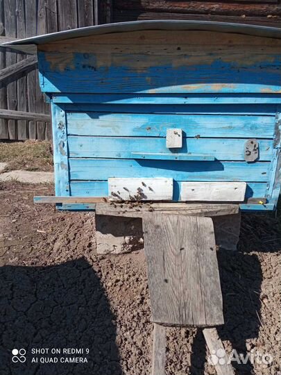 Пчелосемьи