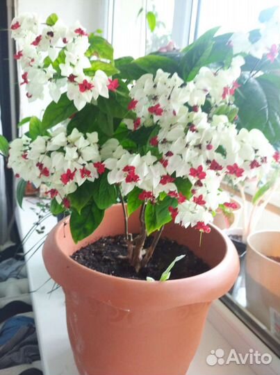 Клеродендрумы и бугенвиллии