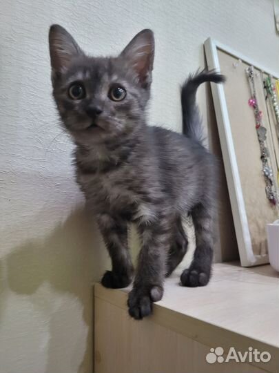 Котята в дар бесплатно