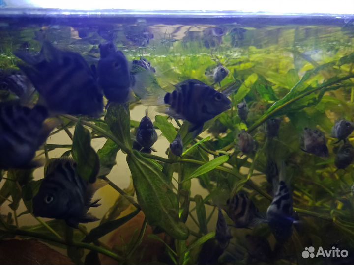 Аквариумные рыбки цихлиды