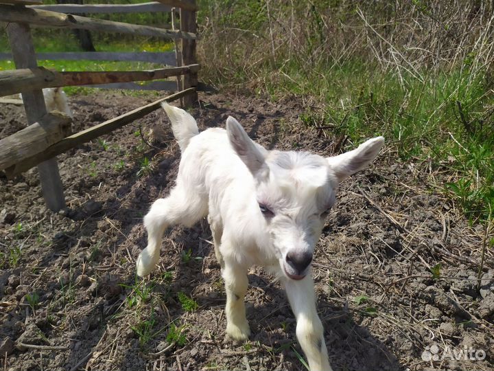 Козлята