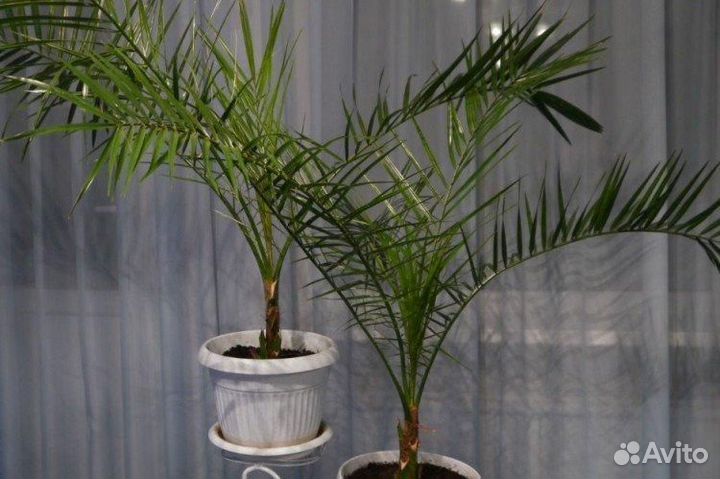 Финиковая пальма