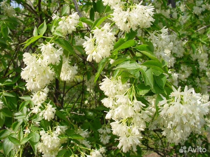 Клекачка перистая (саженцы)