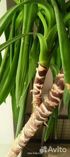 Пальма юкка