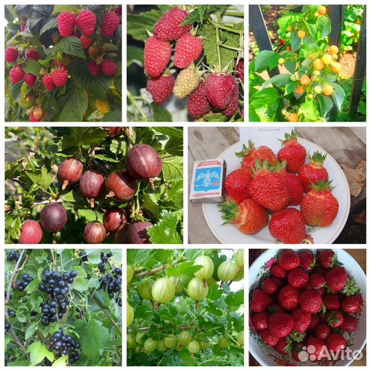 Саженцы плодово-ягодных