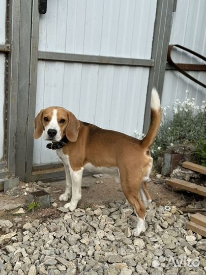 Вязка кобель бигль