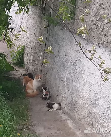 Милые пушистики котята