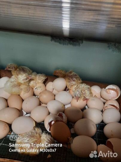 Бройлеры кобб 500 из импортного яйца