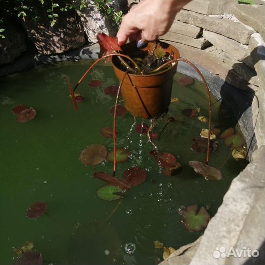 Нимфея, водная лилия (детки)