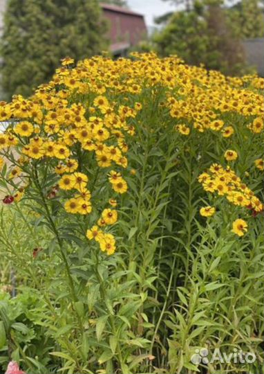 Рассада многолетники, луковичные