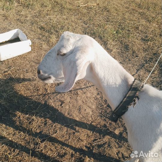 Англо нубийские козы дойные