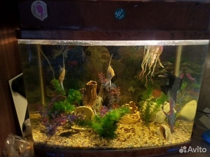 Аквариум