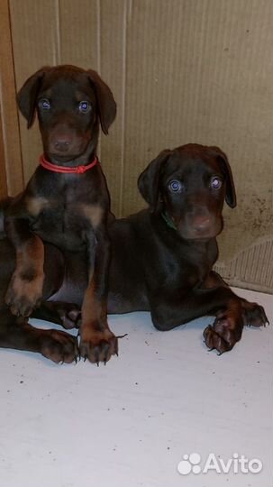 Щенки Добермана, парни