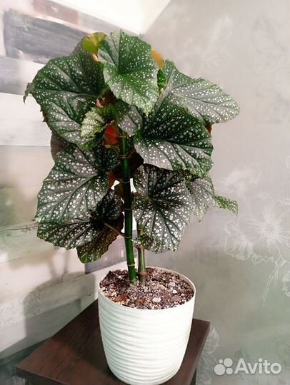 Бегония коралловая тростниковая