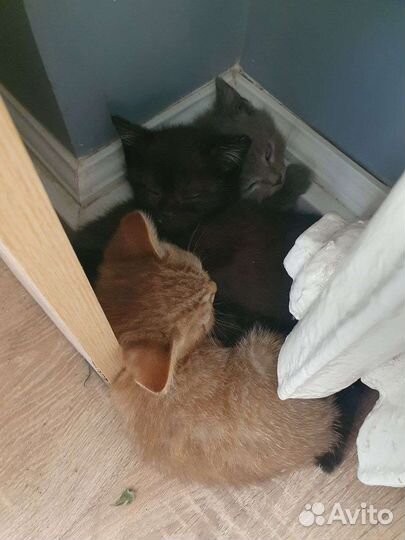 Котята в добрые руки