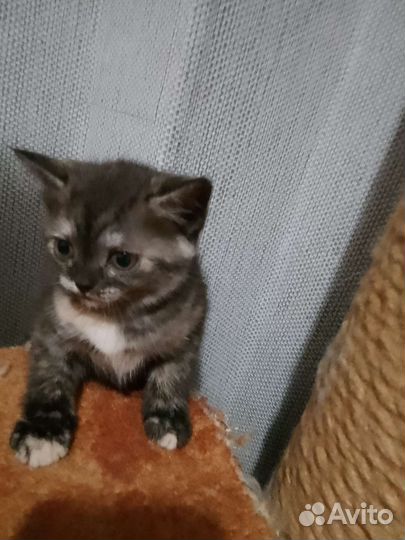 Котята