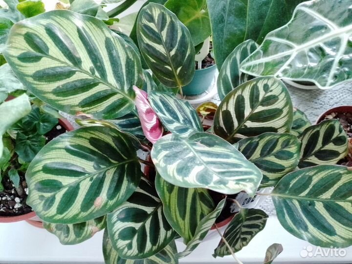 Аглаонема Сильвер Бэй, калатея Макойа