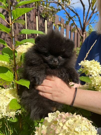 Померанский шпиц мини