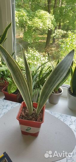 Сансевиерия сортовая