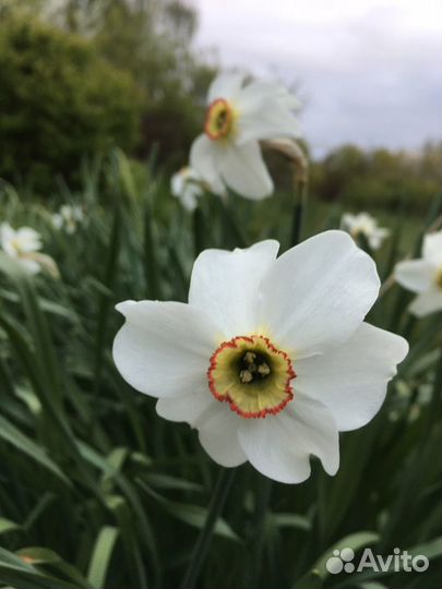 Многолетние растения