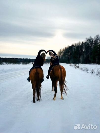 Конные прогулки Одинцово