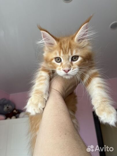 Котята мейн-кун