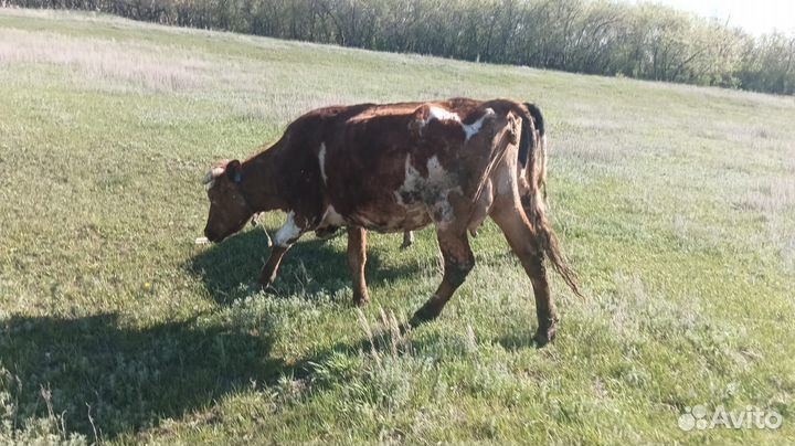 Корова дойная