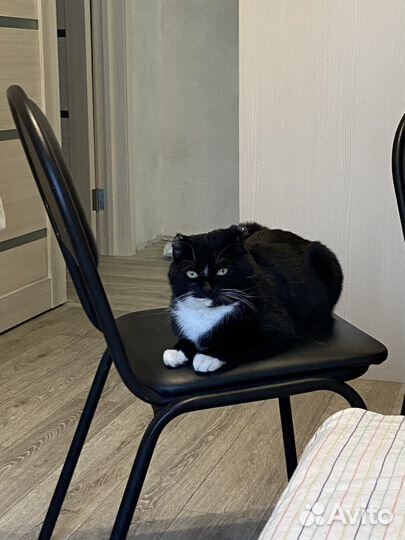 Котик в добрые руки