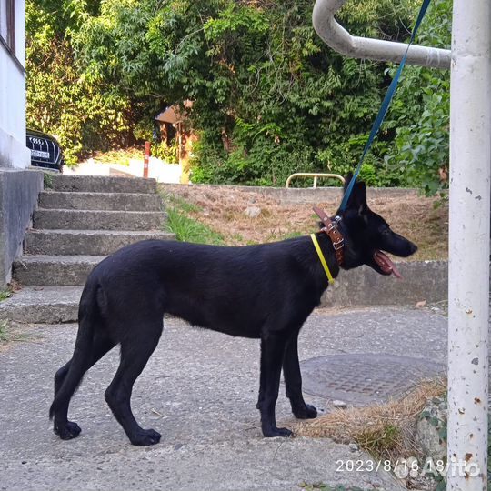 Собака в добрые руки