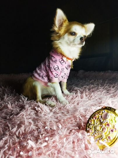 Чихуахуа.Девочка