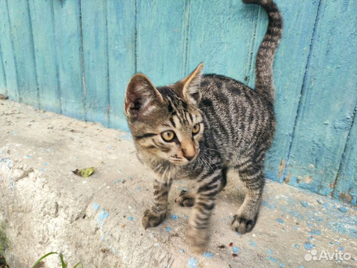 Два молодых котика ищут дом