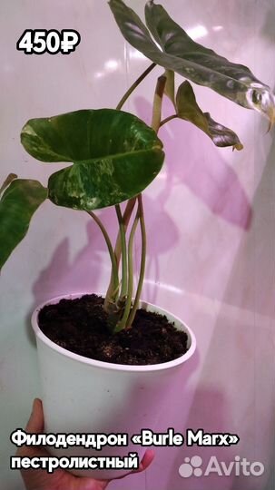 Разные комнатные растения#1