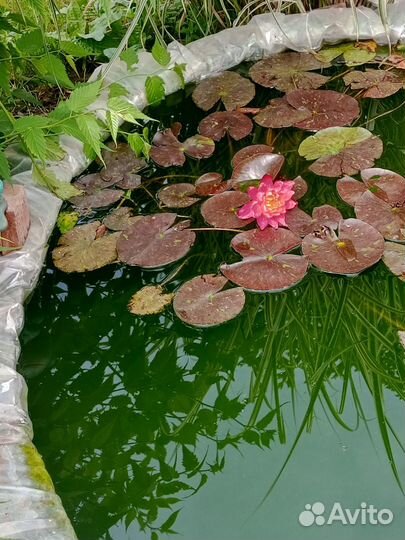 Кувшинки для пруда