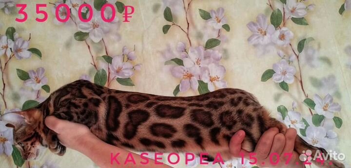 Бенгальская девочка Kaseopea