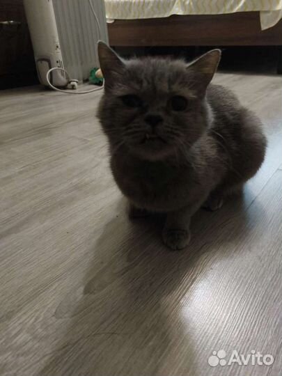 Британская кошка в добрые руки