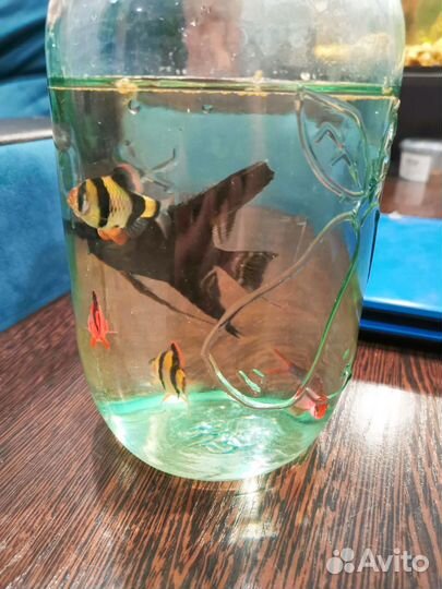 Аквариумные рыбки