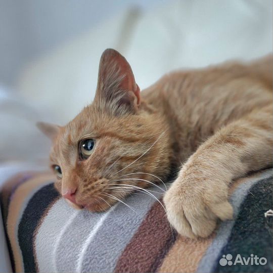Котики бесплатно