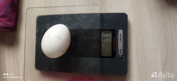 Домашние куриные яйца