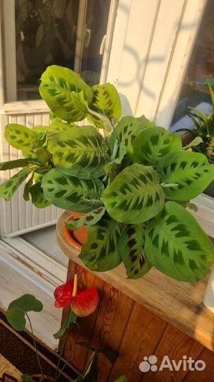 Комнатные растения