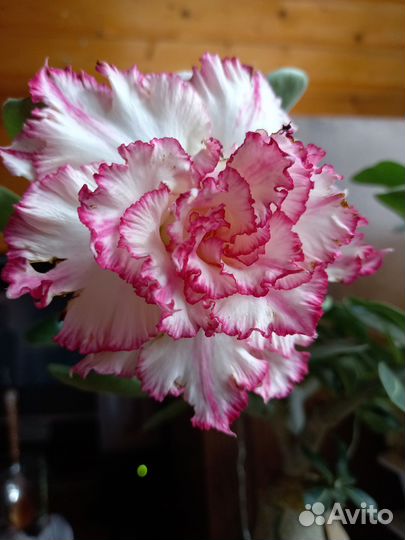 Черенки адениума