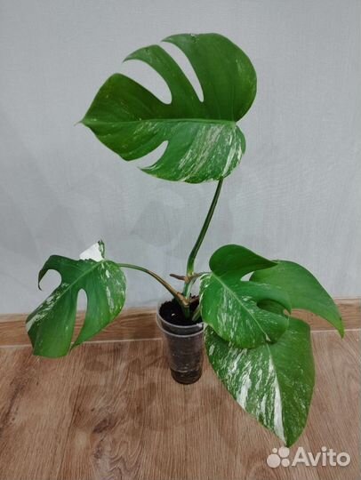 Монстера Альба Вариегатная