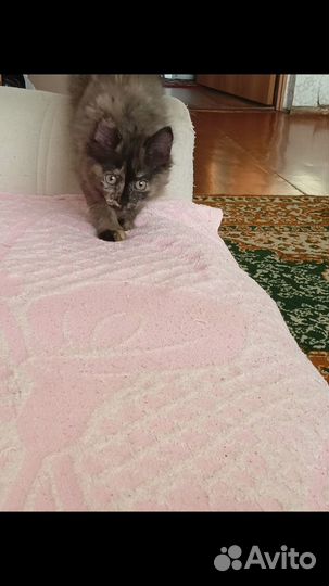Кошка в добрые руки