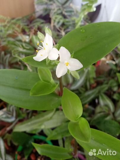 Разные традесканции,яркие,неприхотливые