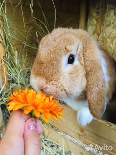 Крольчонок мальчик от заводчика