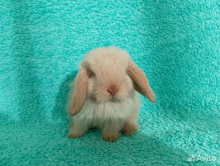 Декоративные кролики