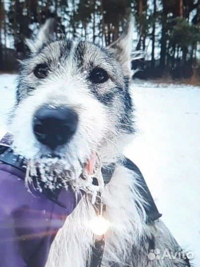 Добрая собака