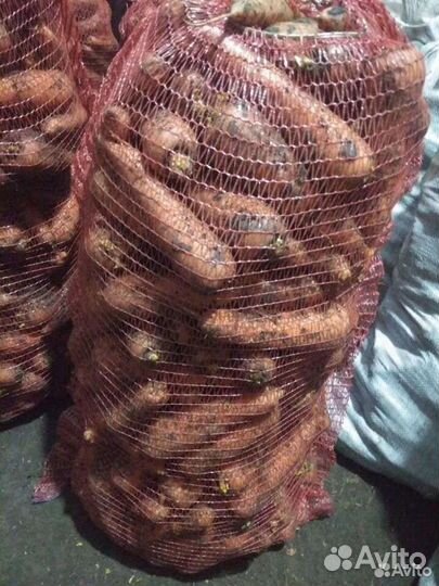 Морковь,свекла, картофель. свежий урожай