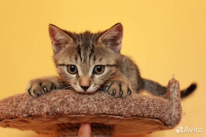 Отдам котёнка в добрые руки