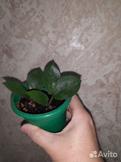 Замиокулькас отростки